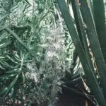 Judith Kakon - Chiba 2021