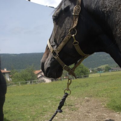 Alex Hanimann - Horse watching
