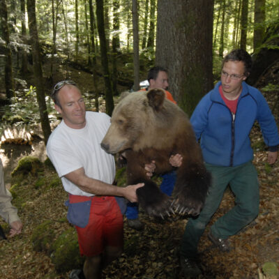 Simon Beer - Le dernier ours du Val-de-Travers