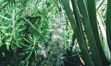 Judith Kakon - Chiba